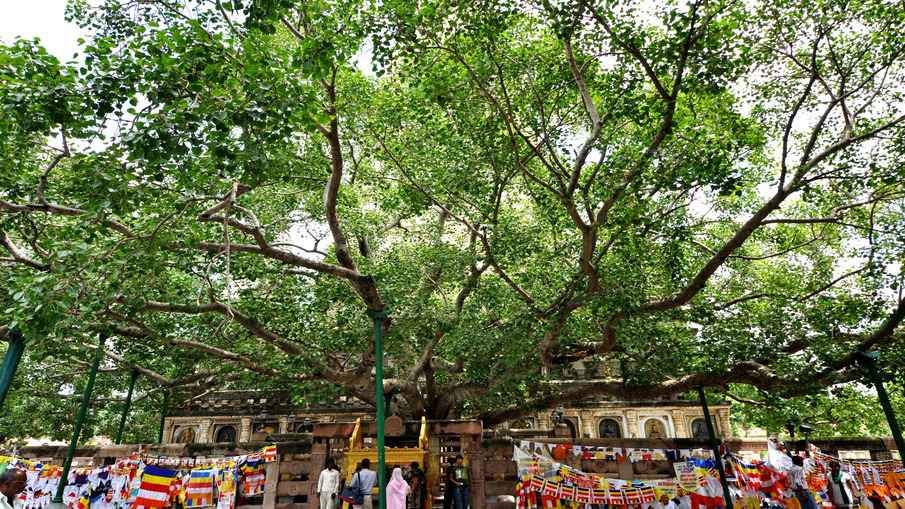 The Bodhi Tree